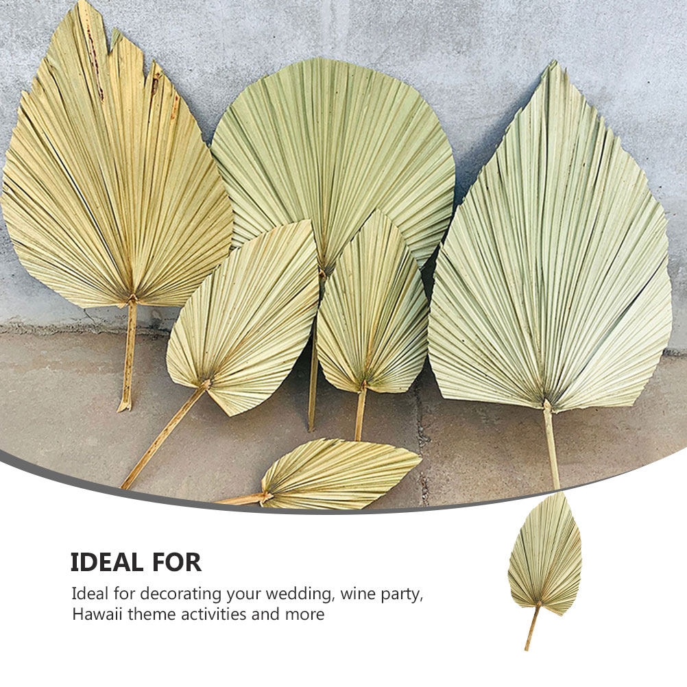Palm Leaf Dried - قطعة واحدة من أوراق النخيل الطبيعية