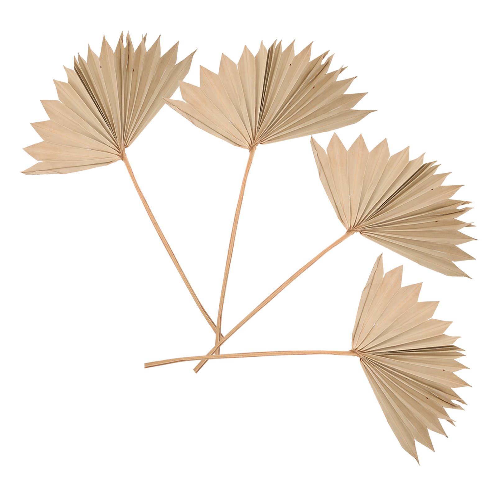 Palm Leaf Dried - 4 قطع من زينة أوراق النخيل