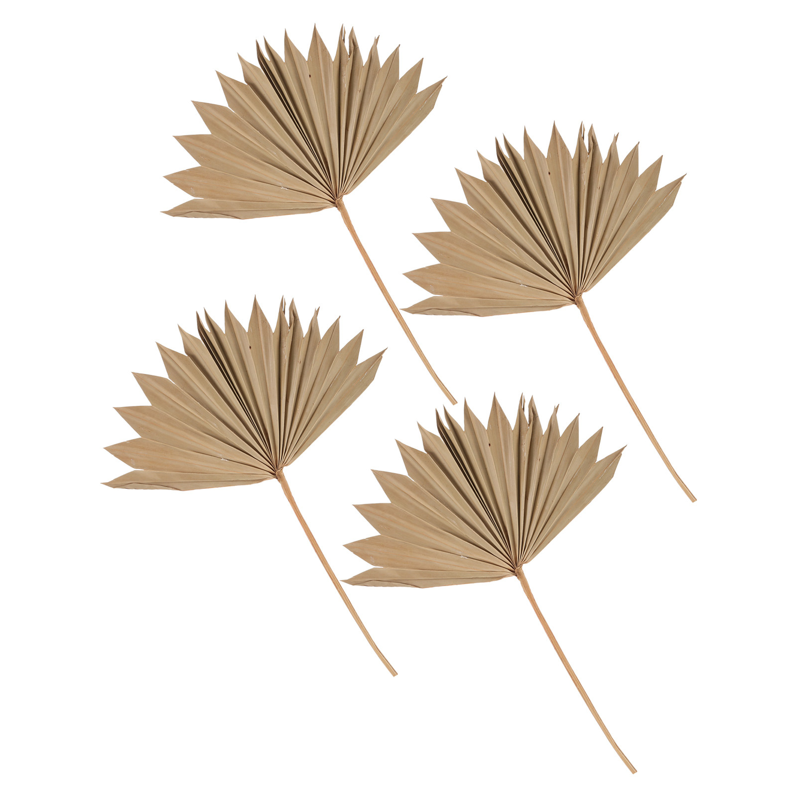 Palm Leaf Dried - 4 قطع من أوراق النخيل المجففة