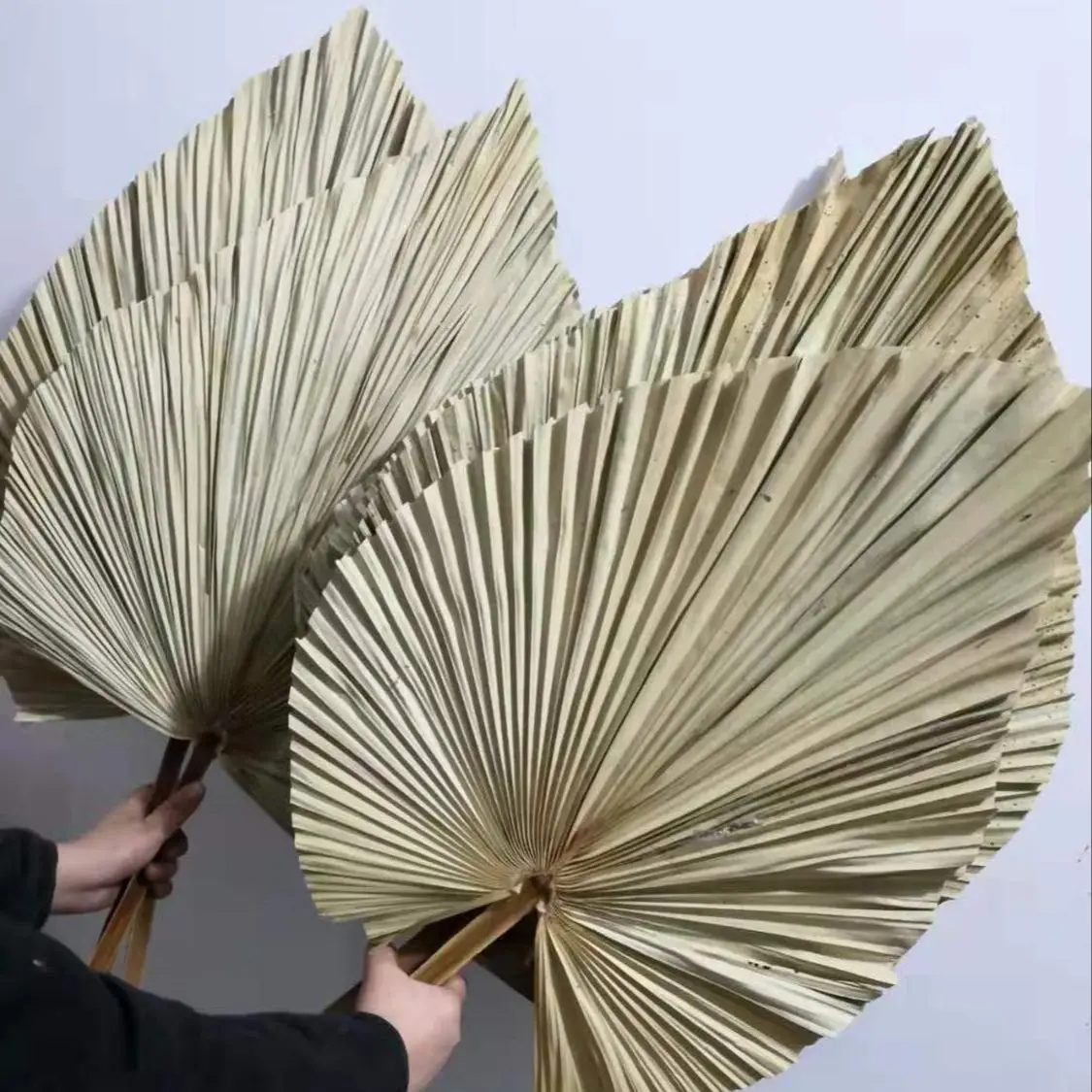 Palm Leaf Dried - أوراق نخيل مجففة طبيعية، باقة زهور