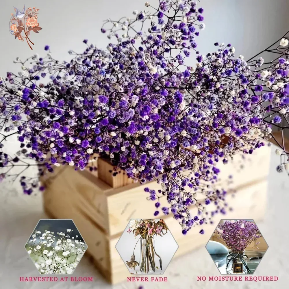 لمسة حقيقية الأرجواني جيبسوفيل - مراجعة Baby Breath Dried وسعره