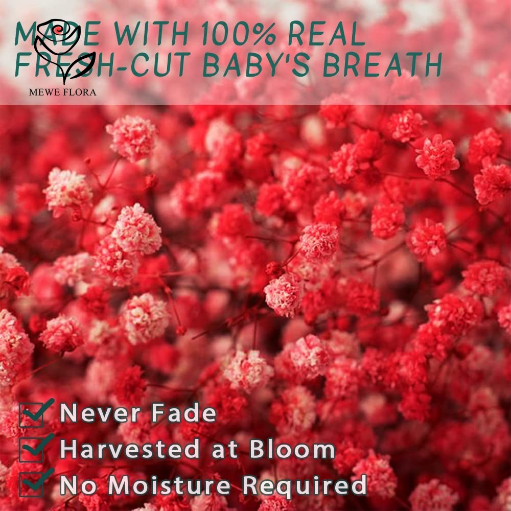 بابيس المجففة التنفس زهرة باقة - مراجعة Baby Breath Dried وسعره