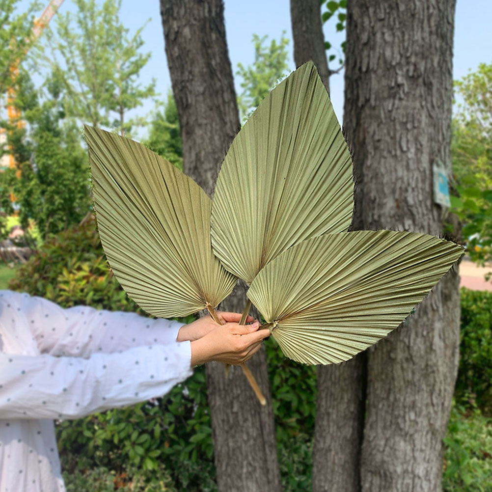 قطعة واحدة من أوراق النخيل الط - مراجعة Palm Leaf Dried وسعره