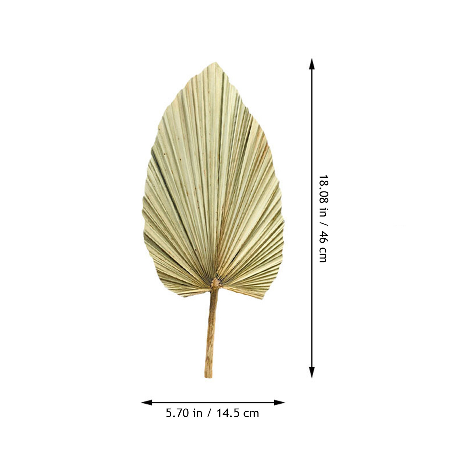 قطعة واحدة من أوراق النخيل الط - مراجعة Palm Leaf Dried وسعره