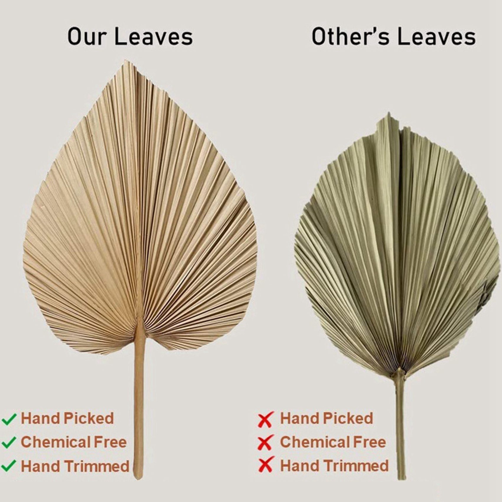 AT02-8 قطع من أوراق النخيل الم - مراجعة Palm Leaf Dried وسعره