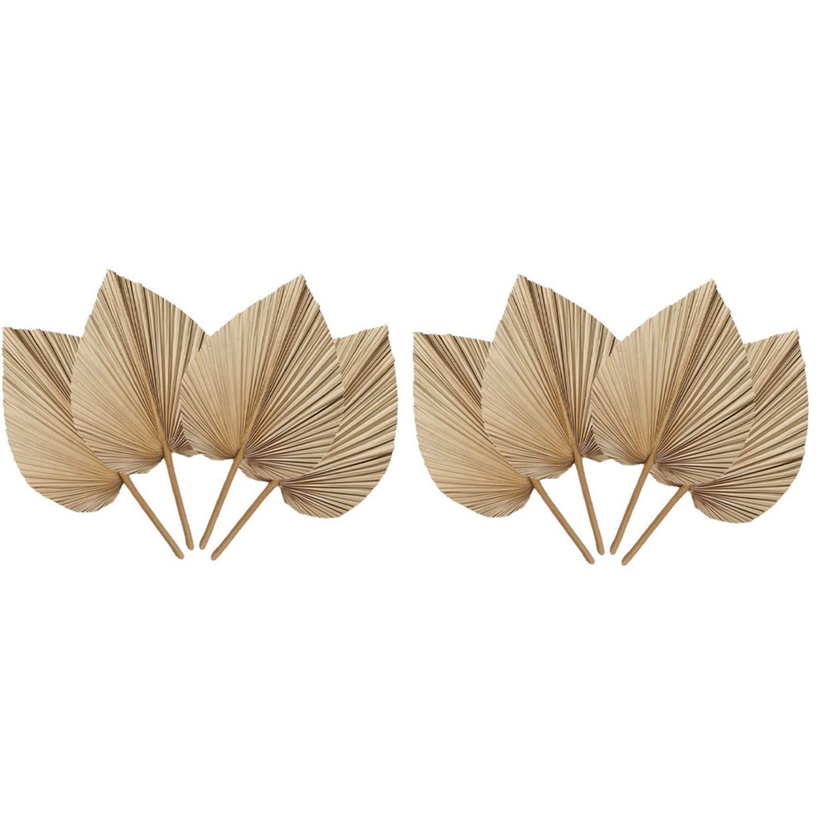 AT02-8 قطع من أوراق النخيل الم - مراجعة Palm Leaf Dried وسعره