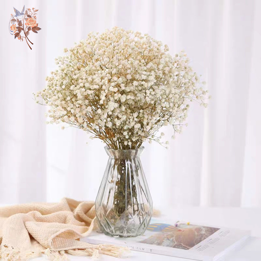 60 جرام المجففة الطفل التنفس ز - مراجعة Baby Breath Dried وسعره
