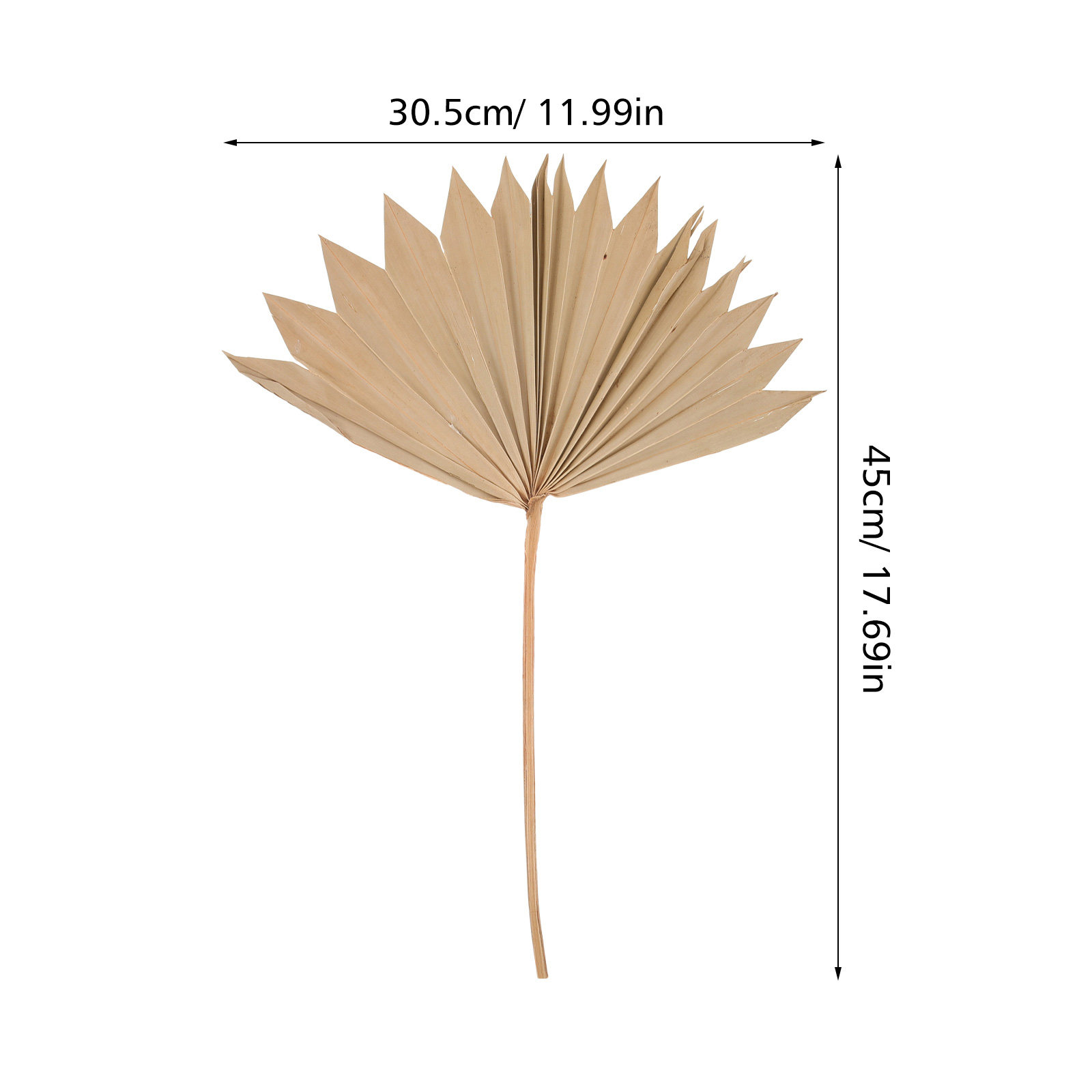 4 قطع من زينة أوراق النخيل الم - مراجعة Palm Leaf Dried وسعره