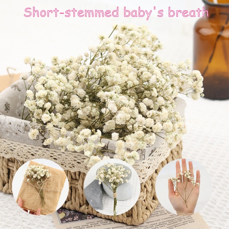 50 قطعة من زهور الجبسوفيلا الط - مراجعة Baby Breath Dried وسعره