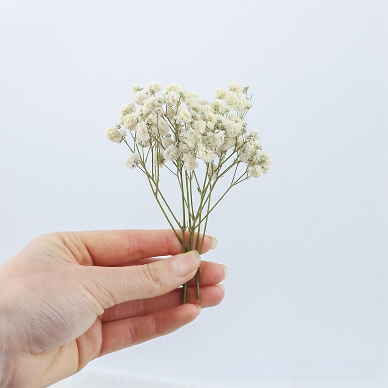 50 قطعة من زهور الجبسوفيلا الط - مراجعة Baby Breath Dried وسعره