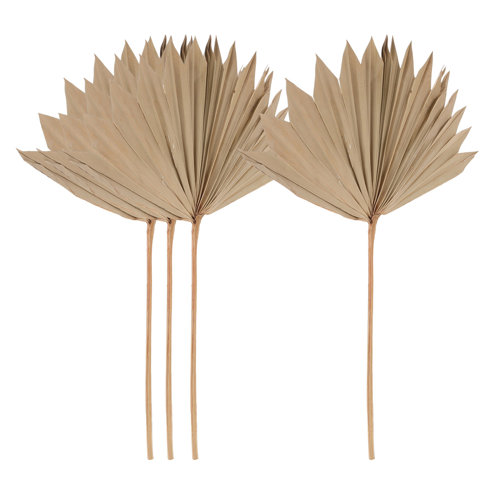 4 قطع من أوراق النخيل المجففة  - مراجعة Palm Leaf Dried وسعره