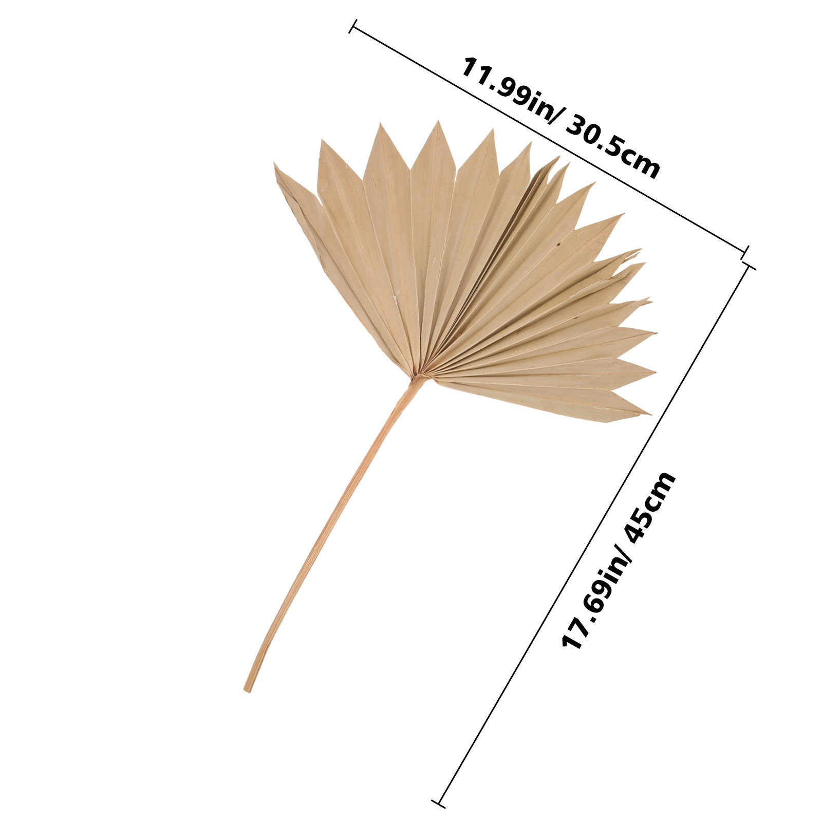 4 قطع من أوراق النخيل المجففة  - مراجعة Palm Leaf Dried وسعره