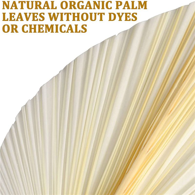 أوراق نخيل بيضاء كبيرة مجففة - - مراجعة Palm Leaf Dried وسعره